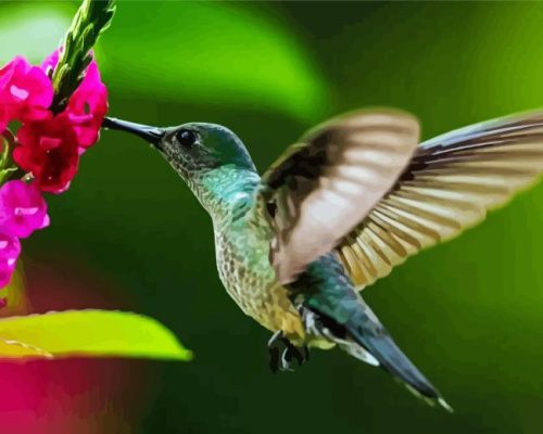 Hummingbird and Pink Hydrangea Paint By Numbers