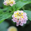 Lantana Light Pink Paint By Numbers