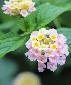Lantana Light Pink Paint By Numbers