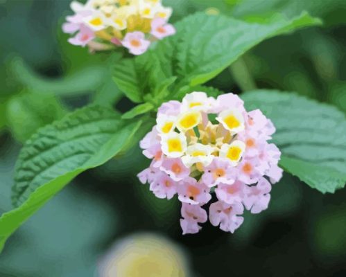 Lantana Light Pink Paint By Numbers