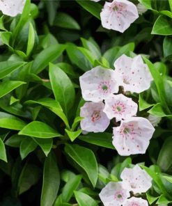 Mountain Laurel Plant Paint By Numbers