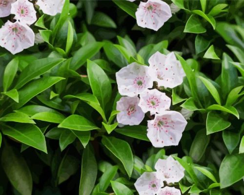 Mountain Laurel Plant Paint By Numbers