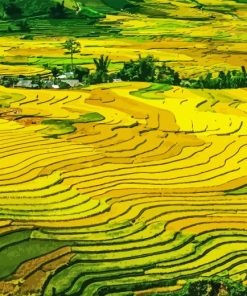Paddy Field Paint By Numbers