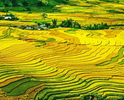 Paddy Field Paint By Numbers