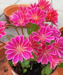 Pink Lewisia Flowers Paint By Numbers