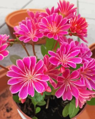 Pink Lewisia Flowers Paint By Numbers