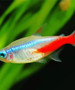 Tetra Fish Paint By Numbers