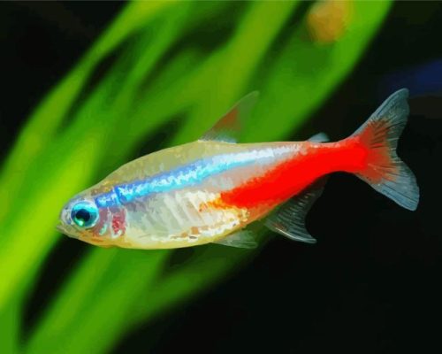 Tetra Fish Paint By Numbers