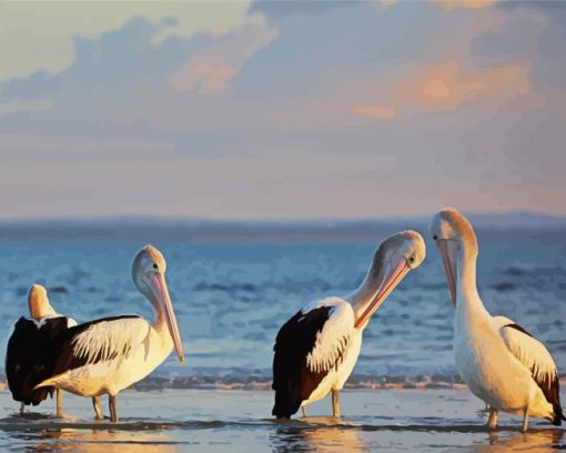 Australian Pelicans Paint By Numbers