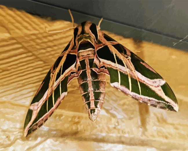 Banded Sphinx Insect Paint By Numbers