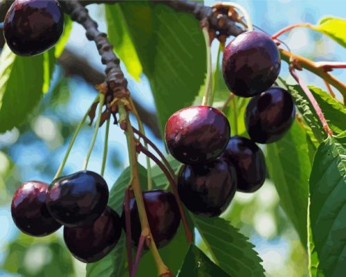 Black Cherry Plant Painting By Numbers