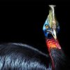Cassowary Paint By Numbers