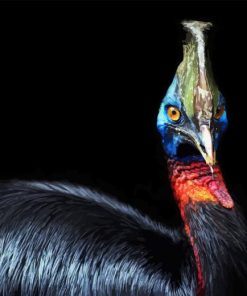 Cassowary Paint By Numbers