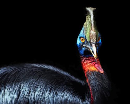 Cassowary Paint By Numbers