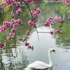 Cherry Tree and Swan Paint By Numbers