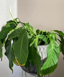 Droopy Plant Paint By Numbers