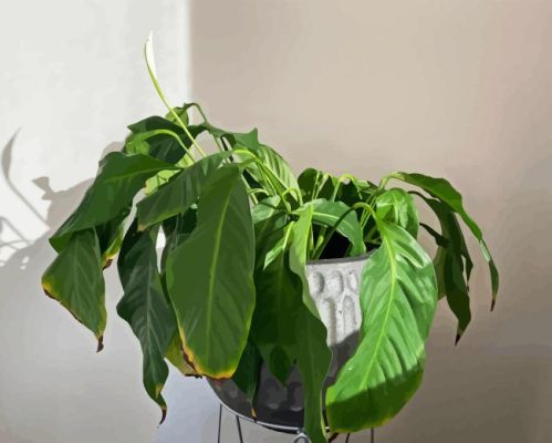 Droopy Plant Paint By Numbers