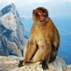 Gibraltar Ape Paint By Numbers