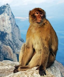 Gibraltar Ape Paint By Numbers