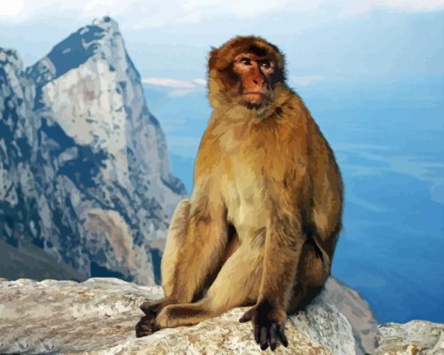 Gibraltar Ape Paint By Numbers