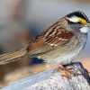 Throated Sparrow Bird Paint By Numbers