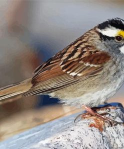 Throated Sparrow Bird Paint By Numbers