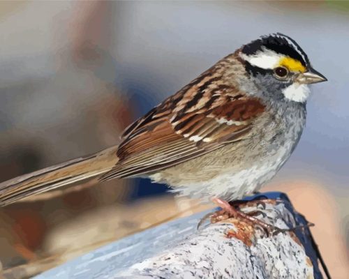 Throated Sparrow Bird Paint By Numbers