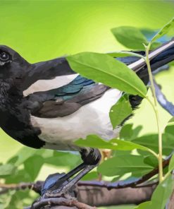Billed Magpie Bird Paint By Numbers