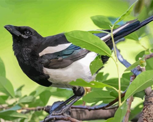 Billed Magpie Bird Paint By Numbers