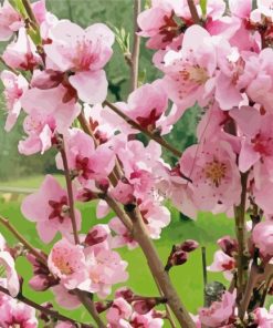 Blooming Peach Tree Paint By Numbers
