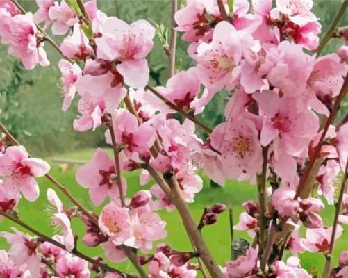 Blooming Peach Tree Paint By Numbers