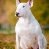 Bull Terrier Paint By Numbers