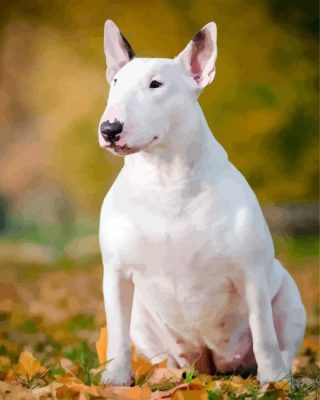 Bull Terrier Paint By Numbers