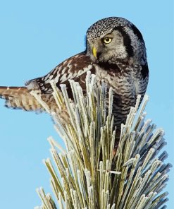 Hawk Owl Paint By Numbers