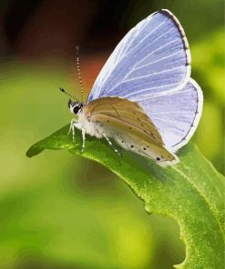 Holly Blue Butterfly Paint By Numbers