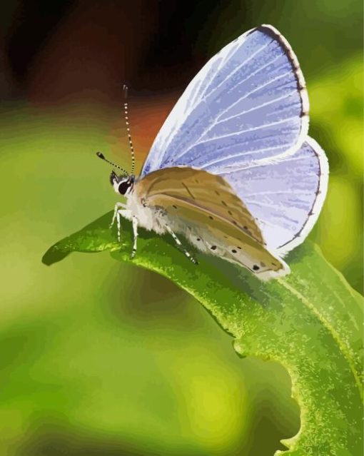 Holly Blue Butterfly Paint By Numbers