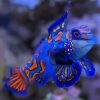 Mandarin Fish Paint By Numbers