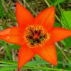 Orange Wood Lily Flower Paint By Numbers