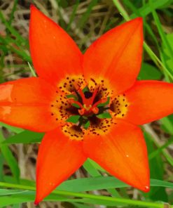 Orange Wood Lily Flower Paint By Numbers