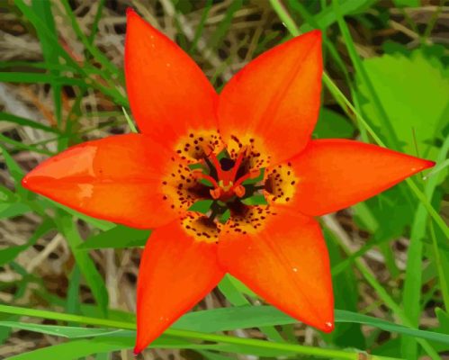 Orange Wood Lily Flower Paint By Numbers