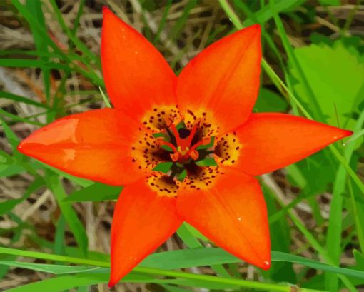 Orange Wood Lily Flower Paint By Numbers