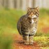 Scottish Wildcat Paint By Numbers