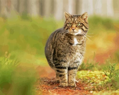 Scottish Wildcat Paint By Numbers