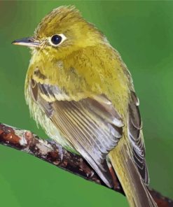 Tyrant Flycatchers Paint By Numbers
