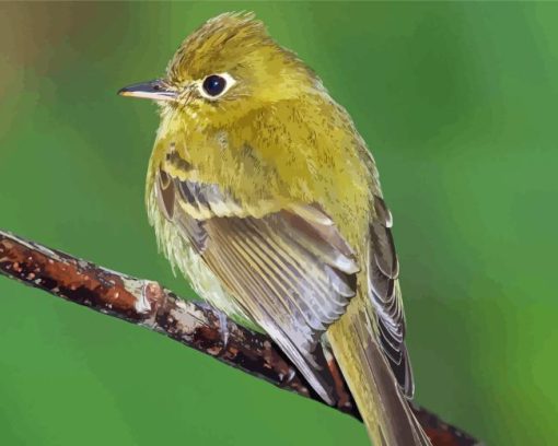 Tyrant Flycatchers Paint By Numbers