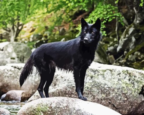 Black Wolf Animal Paint By Numbers