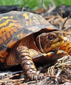 Box Turtle Reptile Paint By Numbers