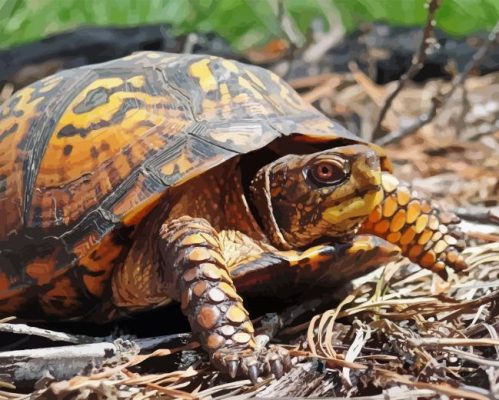 Box Turtle Reptile Paint By Numbers