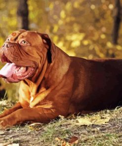 Dog De Bordeaux Animal Paint By Numbers