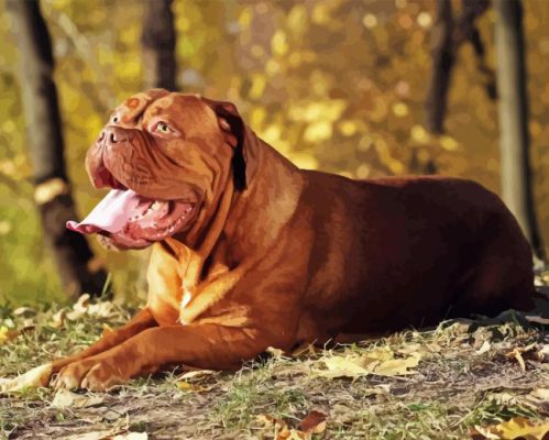 Dog De Bordeaux Animal Paint By Numbers